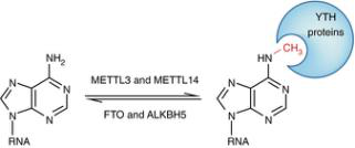 m6A甲基化和去甲基化示意图