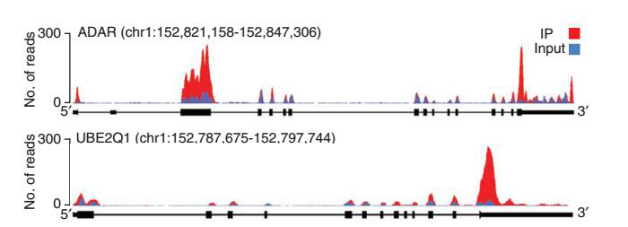 m6A甲基化峰的可视化分析