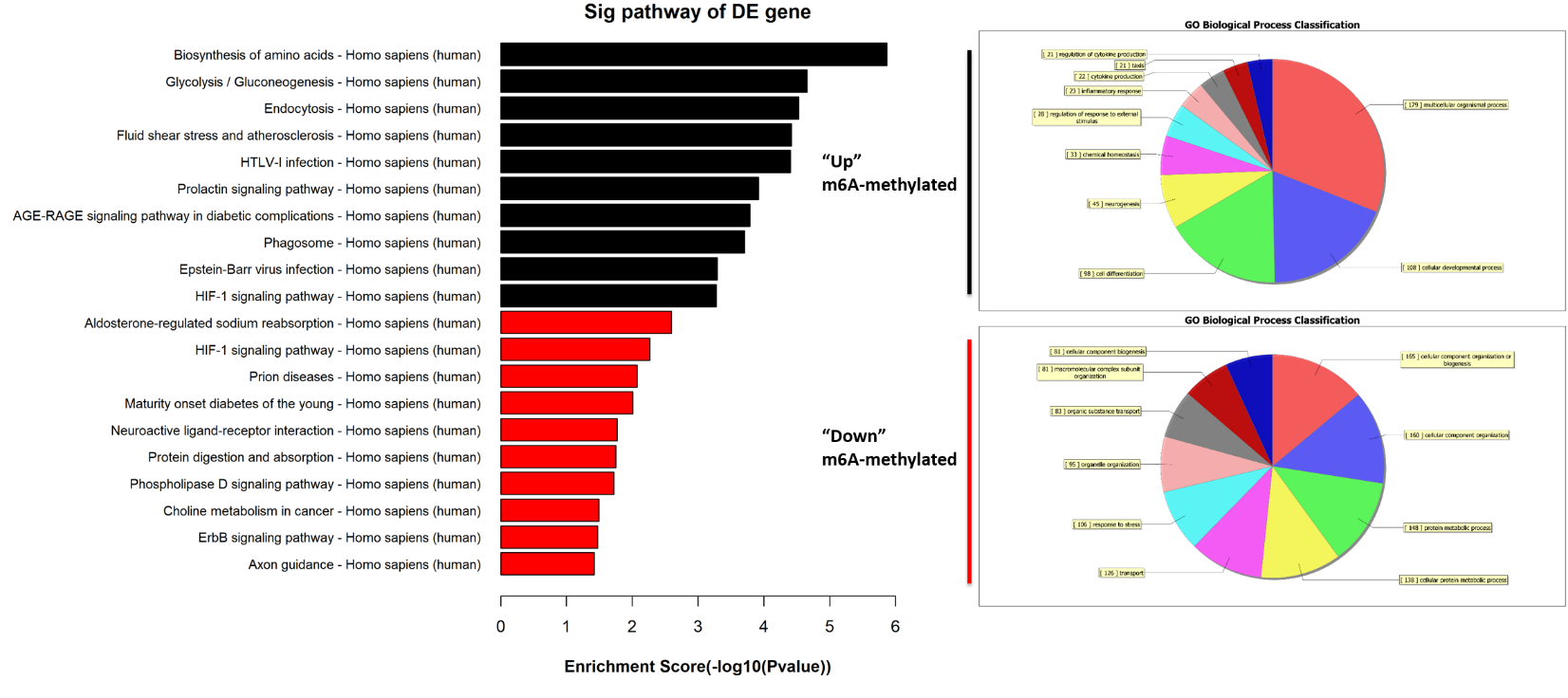 差异m6A甲基化mRNA GO富集分析
