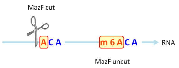 MazF 酶切割未甲基化的（ACA）序列而不切割甲基化的（m6ACA）序列